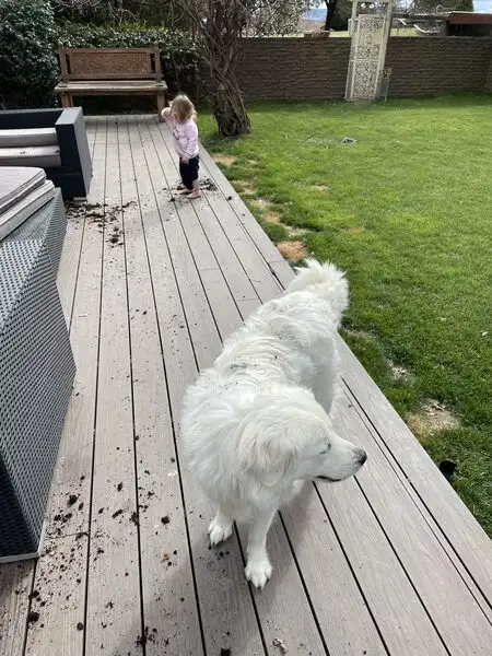 Composite Decks Vs Traditional Timber Decks