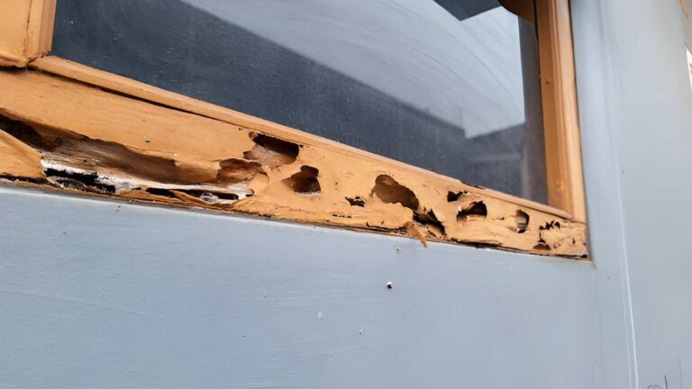 The Hidden Timber Damage Sydney House Painters Find During Exterior Painting Projects